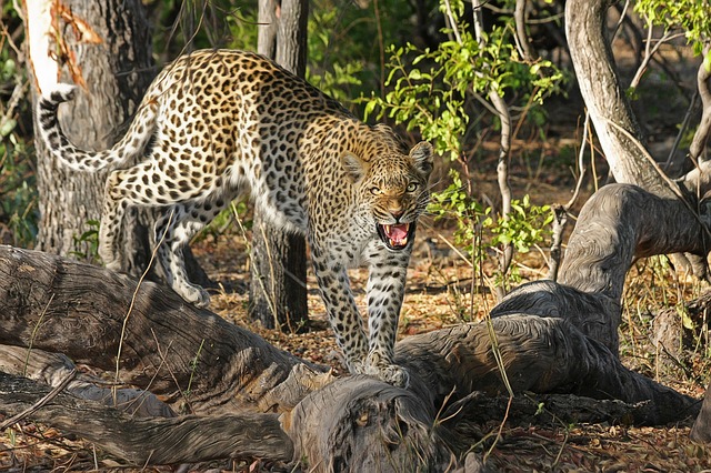 Prečo leopardy vyťahujú svoju ulovenú obeť na strom?