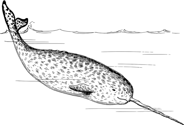 Narval – Morský jednorožec